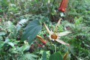 <strong>Passiflora barclayi - Gâteblé Gildas - 311</strong><br />© Ramon, Laurence